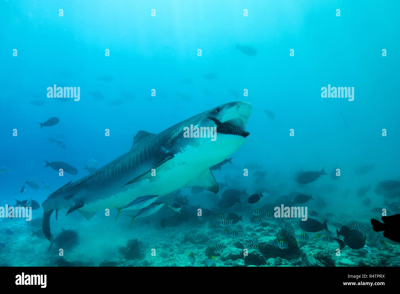 Tiger Shark (Galeocerdo cuvier) eating tuna, Fuvahmulah Atoll, Indian Ocean, Maldives Stock Photo