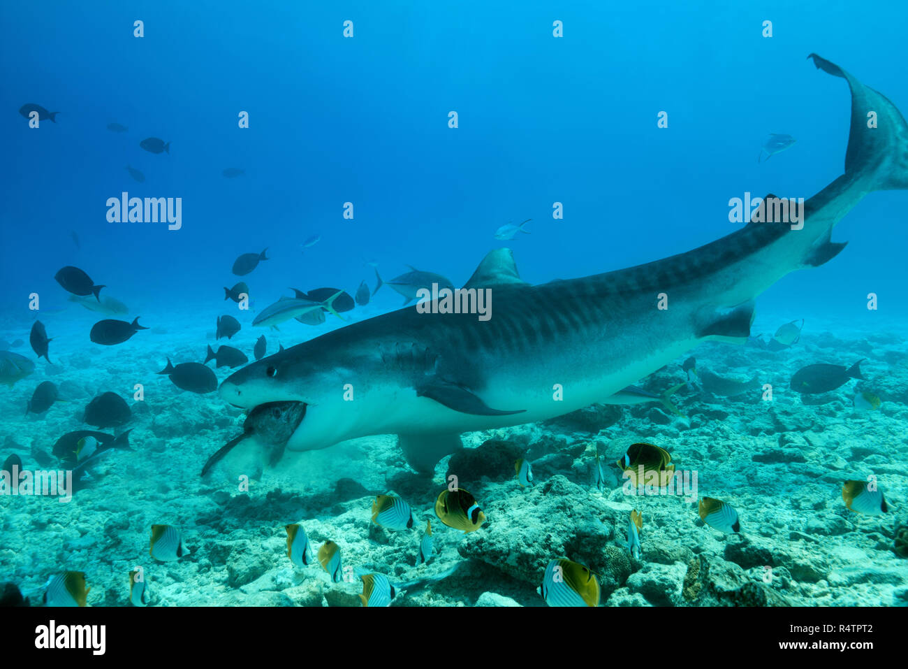 Tiger Shark (Galeocerdo cuvier) eating tuna, Fuvahmulah Atoll, Indian Ocean, Maldives Stock Photo