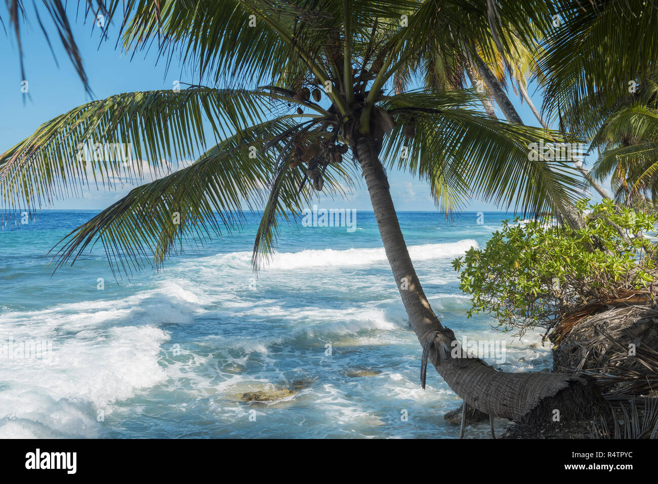Surf at tropical beach with coconut palm tree, Fuvahmulah island