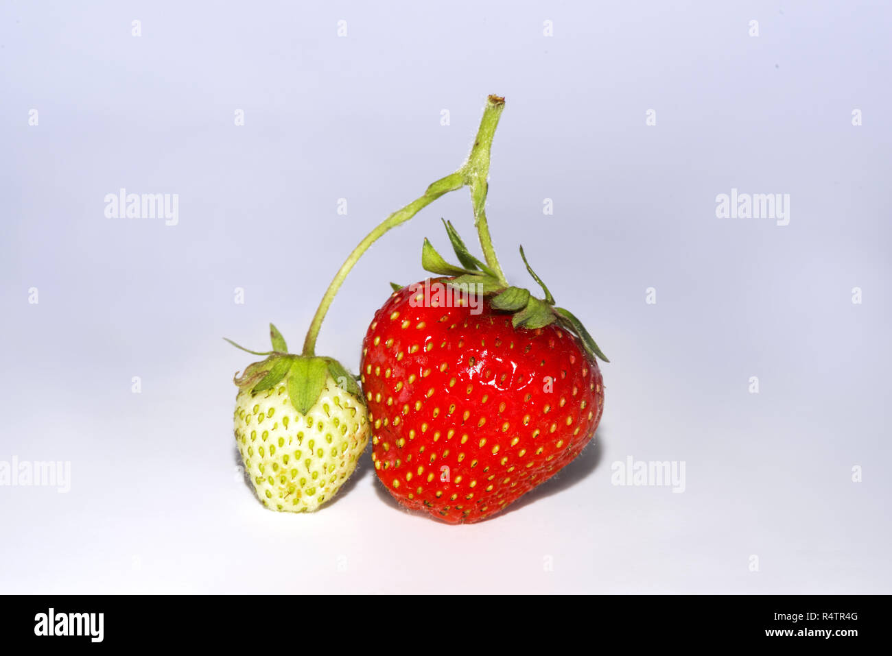 Ripe and unripe strawberries hi-res stock photography and images - Alamy