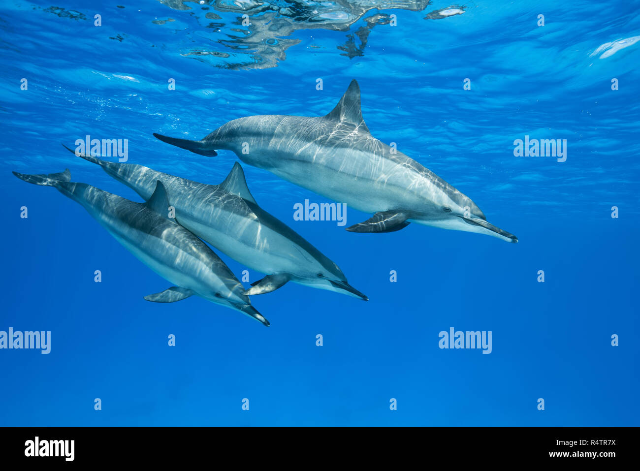 Spinner Dolphins (Stenella longirostris), female with two teeny dolphins swim in the blue water reflecting off the surface Stock Photo
