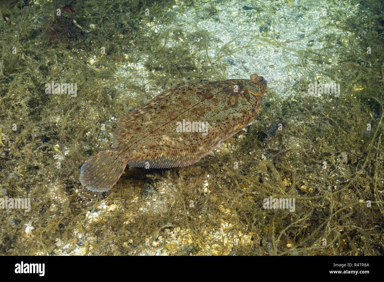 Lemon sole (Microstomus kitt) swim over the seaweed, Norwegian Sea