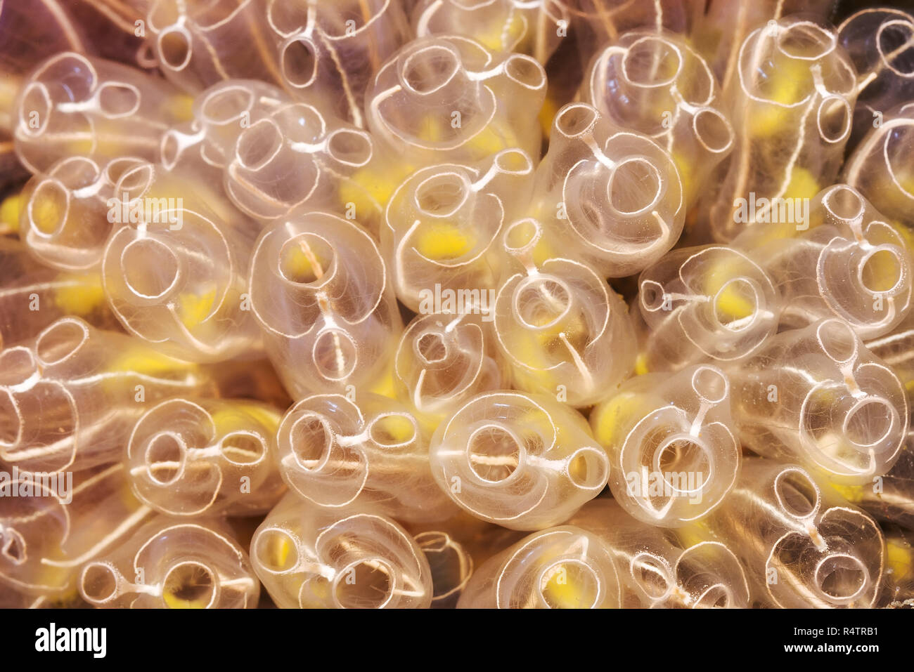 Colony of Light-bulb sea squirt (Clavelina lepadiformis), Norwegian Sea ...