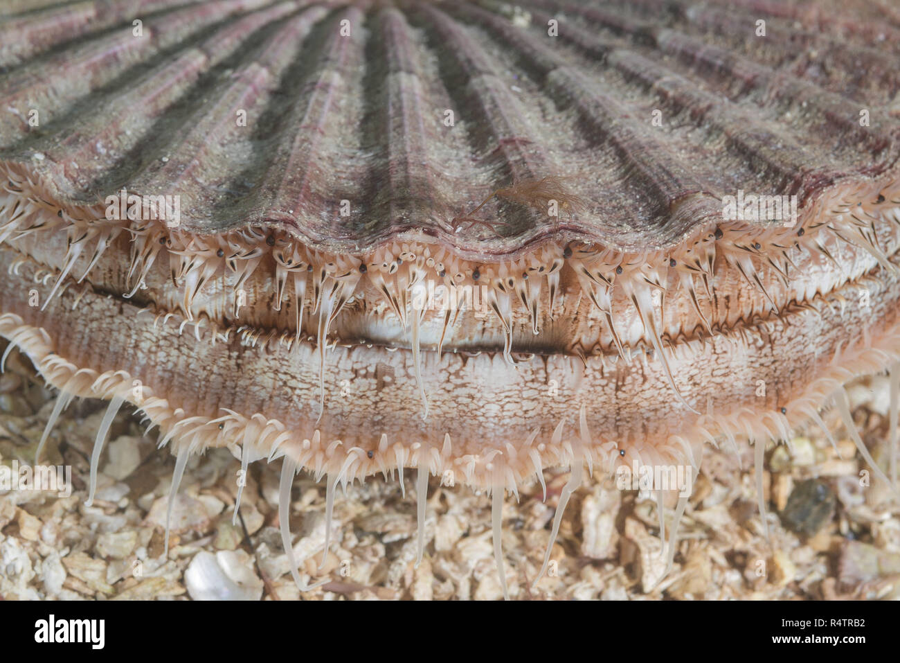 Queen scallop hires stock photography and images Alamy