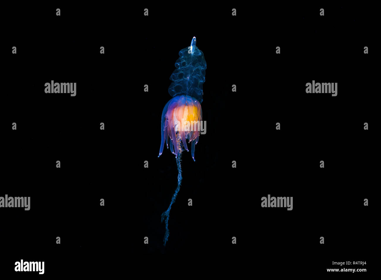 Hula Skirt Siphonophore (Physophora hydrostatica), Norwegian Sea, Northern Atlantic, Norway Stock Photo