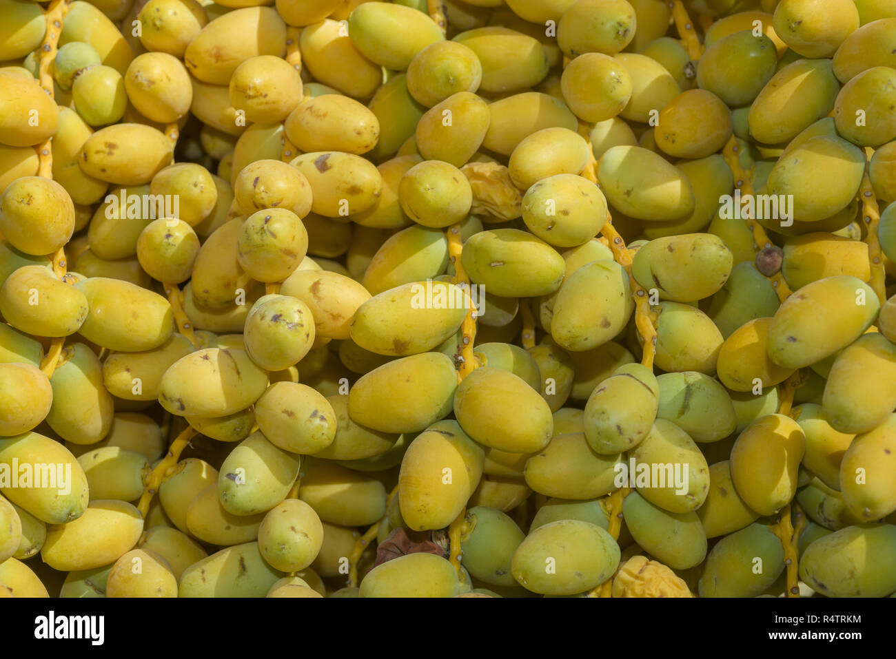 Ripe yellow dates, close up, Egypt, Africa Stock Photo - Alamy