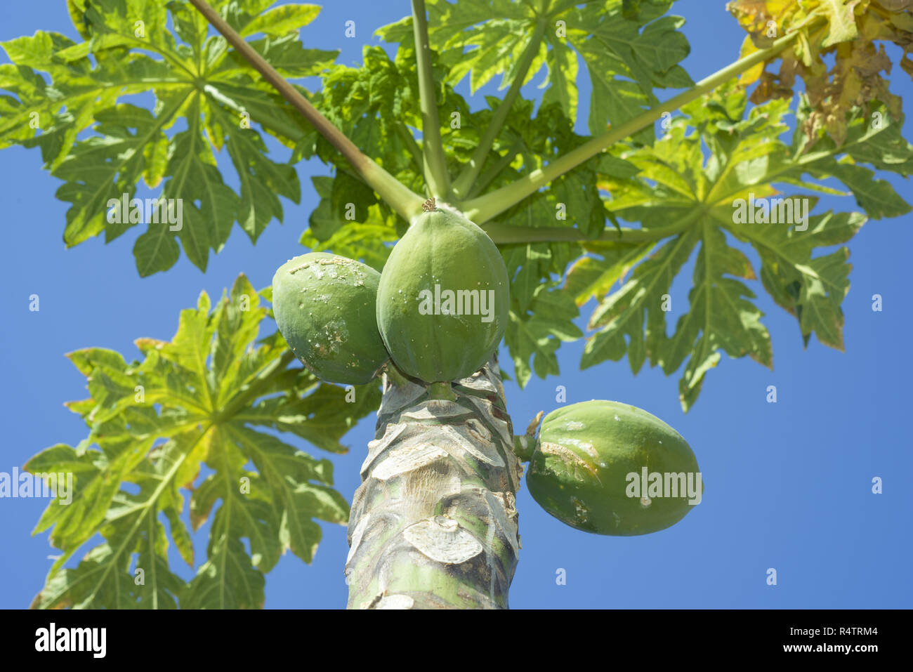 Fruits Papayas, Papaw or Pawpaw (Carica papaya) growing on tree, blue