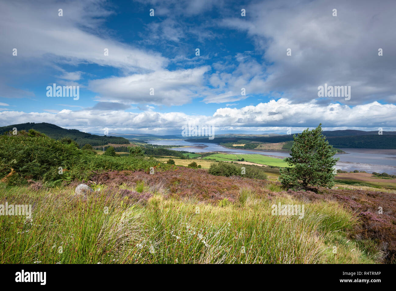 View from viewpoint Struie Hill to the estuary Dornoch Firth, Sutherland, Scotland, Great Britain Stock Photo