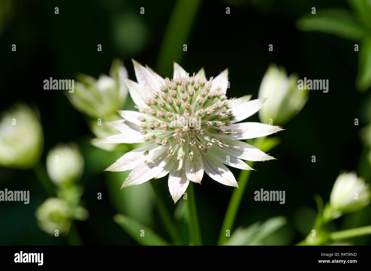 Astrantia major (Astrantia major), Germany Stock Photo