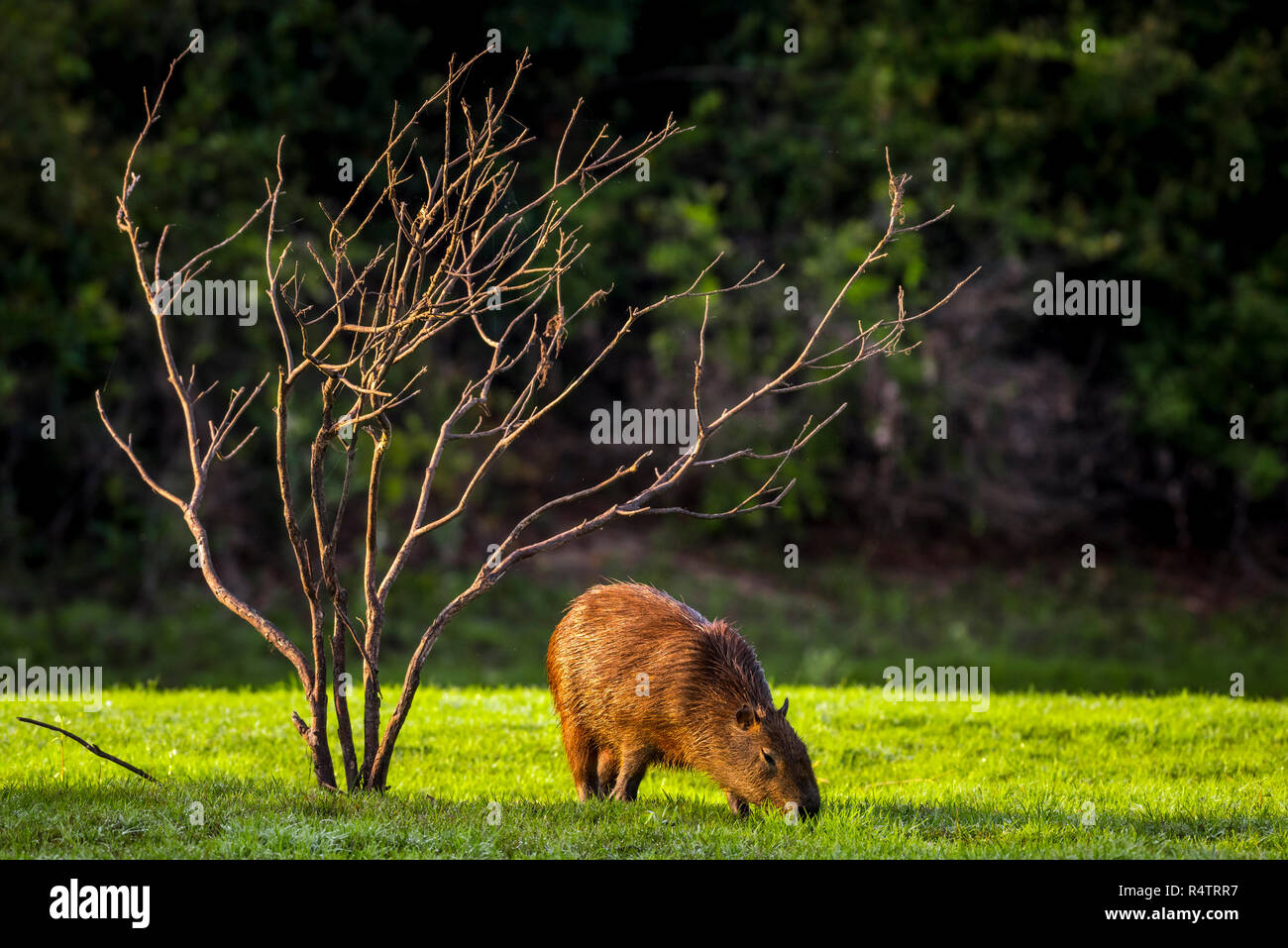 Capybara (Hydrochoerus hydrochaeris), grazes on the shore, Pantanal, Mato Grosso do Sul, Brazil Stock Photo