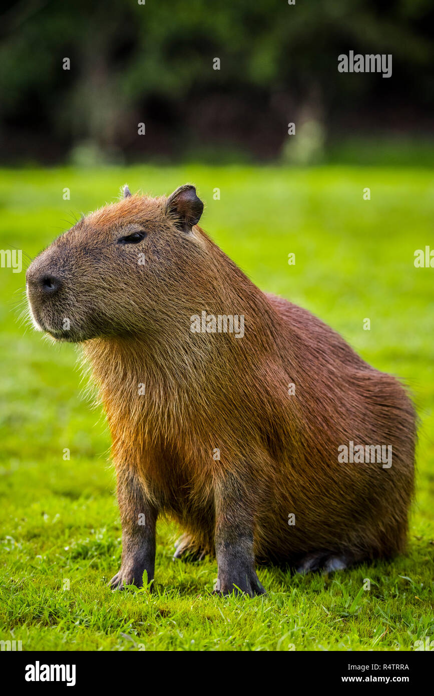 Capybara (Hydrochoerus hydrochaeris), sits near the shore, Pantanal, Mato Grosso do Sul, Brazil Stock Photo