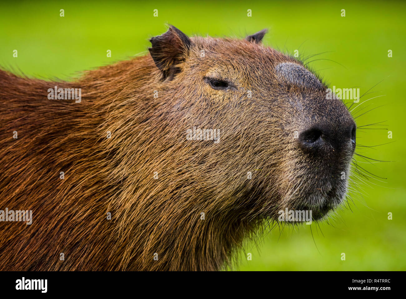 Capybara (Hydrochoerus hydrochaeris), animal portrait, Pantanal, Mato Grosso do Sul, Brazil Stock Photo