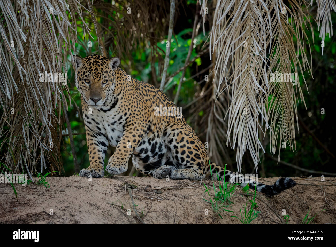 Jaguar (Panthera onca) sits on the banks of the Rio Negro, dense vegetation, Barranco Alto, Pantanal, Mato Grosso do Sul, Brazil Stock Photo