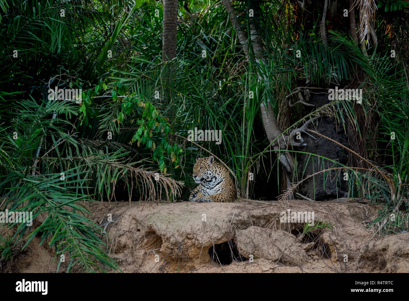 Jaguar (Panthera onca) on the lookout, banks of the Rio Negro, dense vegetation, Barranco Alto, Pantanal, Mato Grosso do Sul Stock Photo