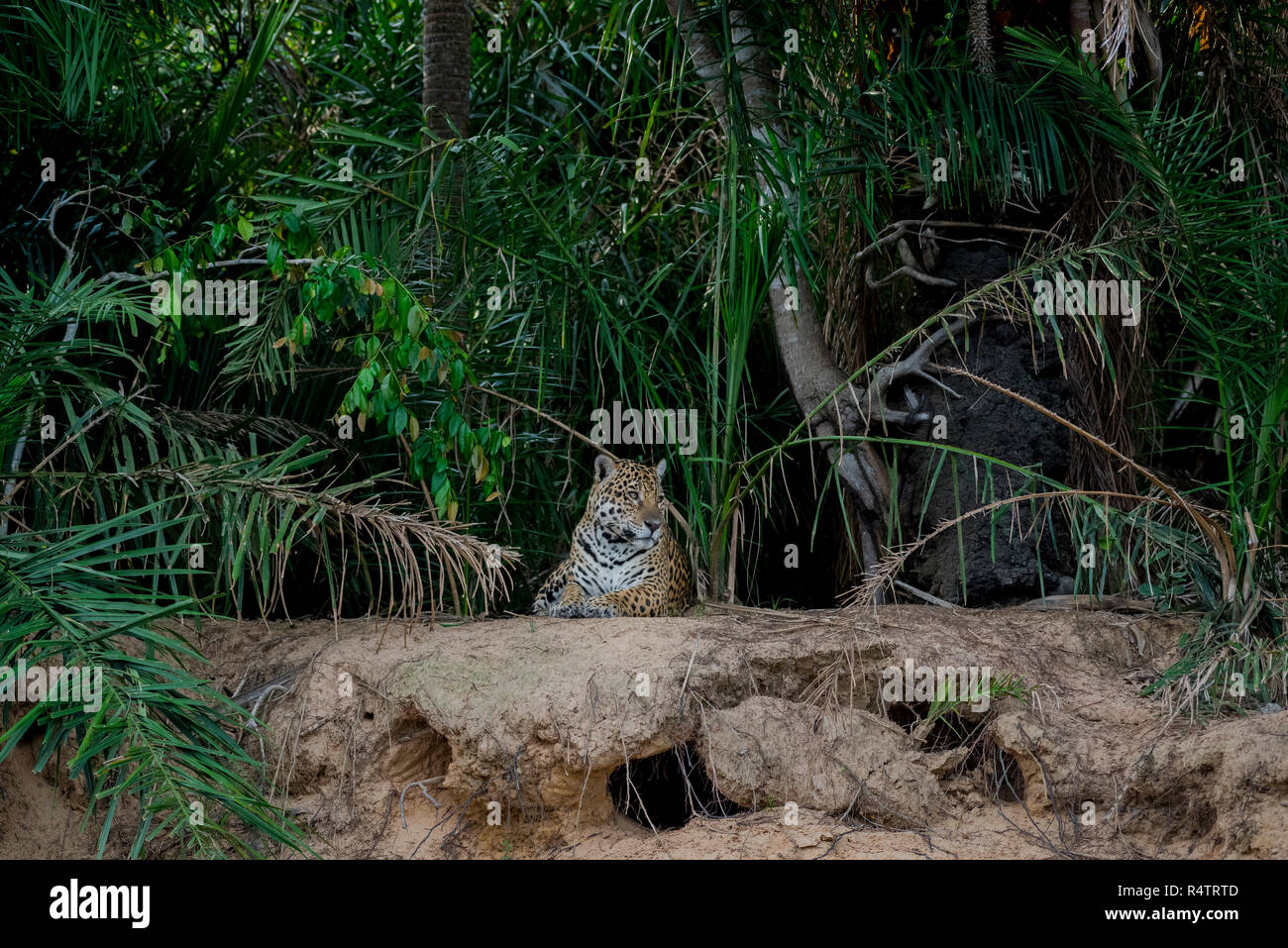 Jaguar (Panthera onca) on the lookout, banks of the Rio Negro, dense vegetation, Barranco Alto, Pantanal, Mato Grosso do Sul Stock Photo