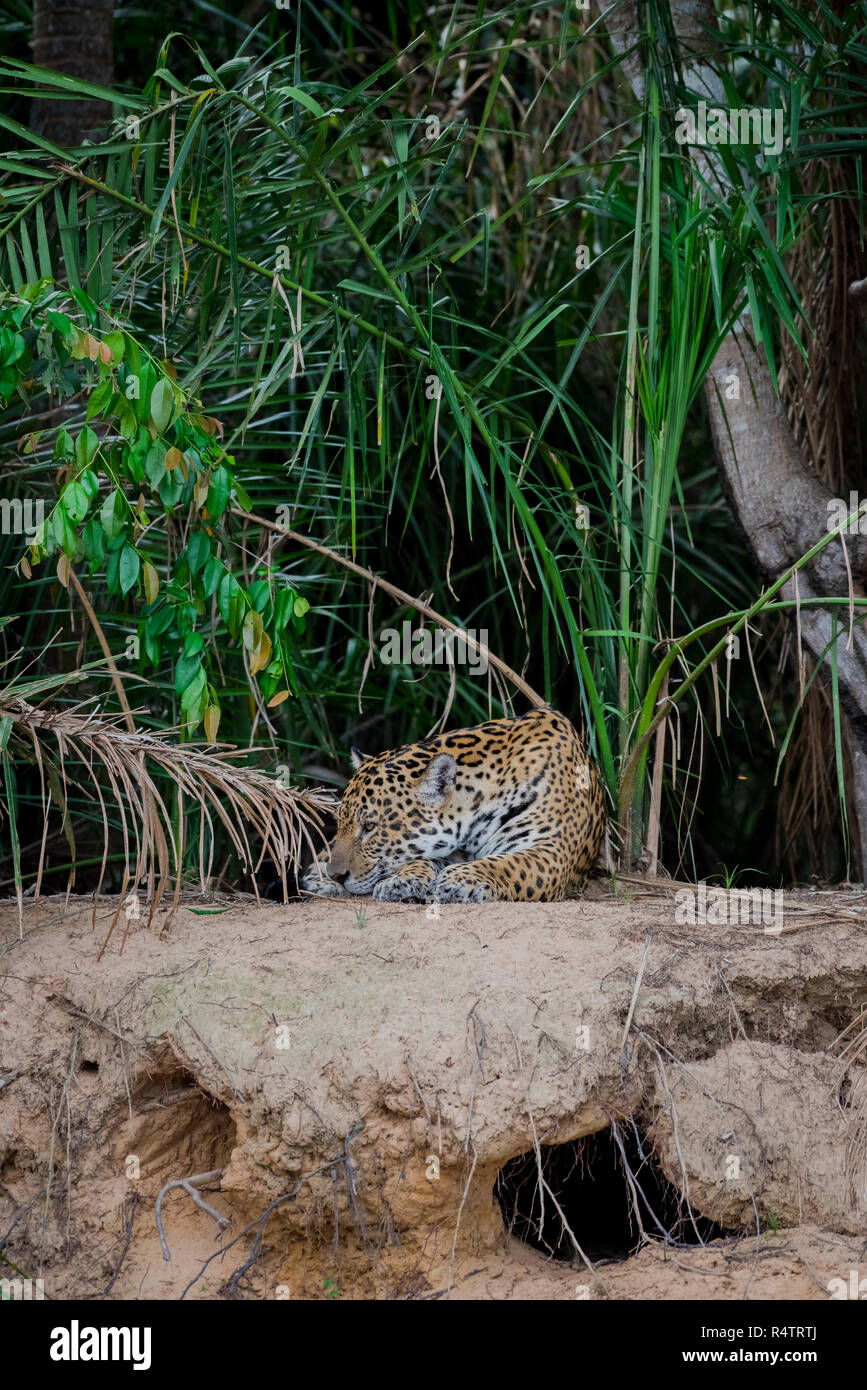 Jaguar (Panthera onca) rests on the banks of the Rio Negro, dense vegetation, Barranco Alto, Pantanal, Mato Grosso do Sul Stock Photo