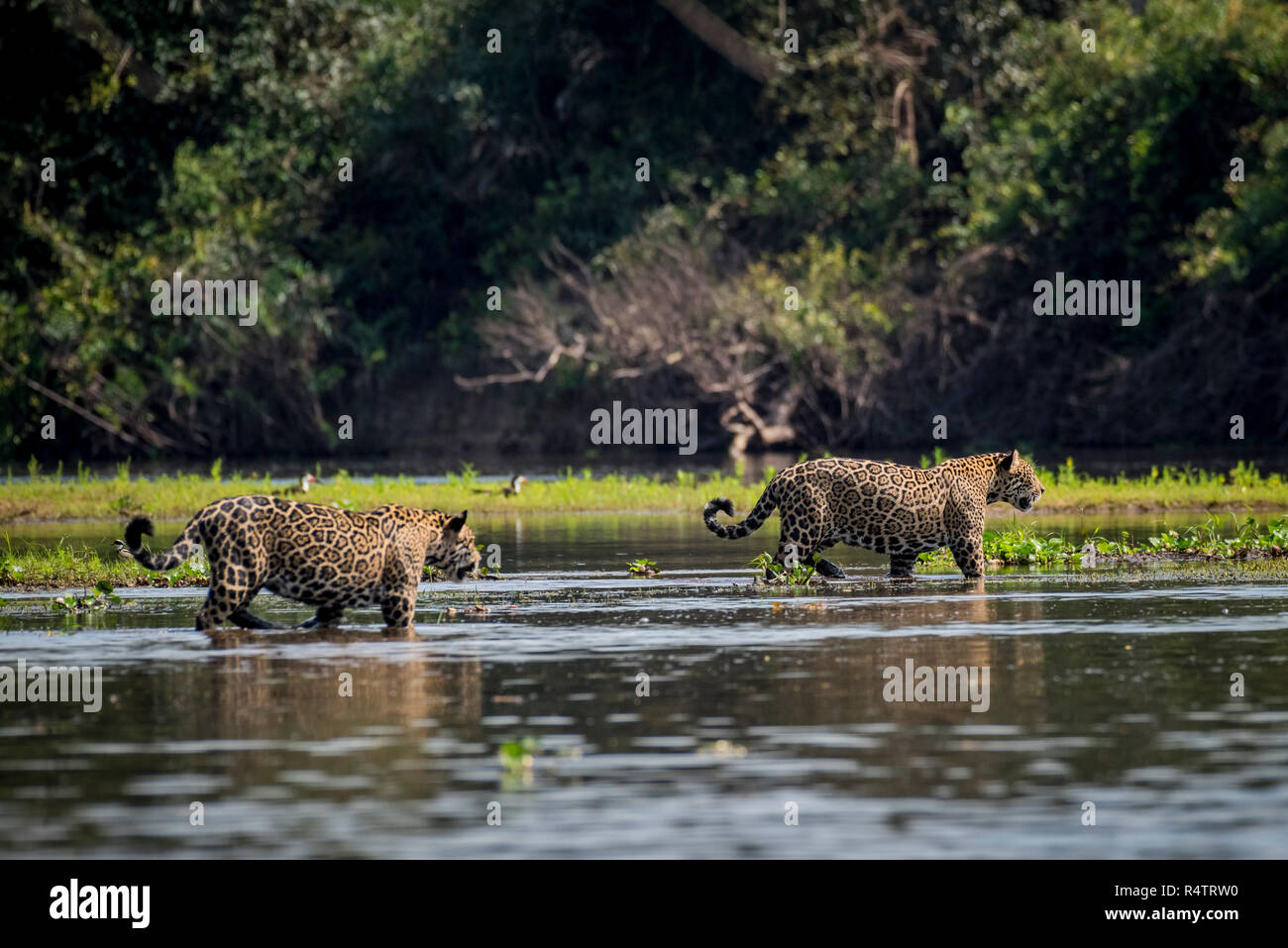 Jaguars (Panthera onca) cross Rio Negro, Barranco Alto, Pantanal, Mato Grosso do Sul, Brazil Stock Photo