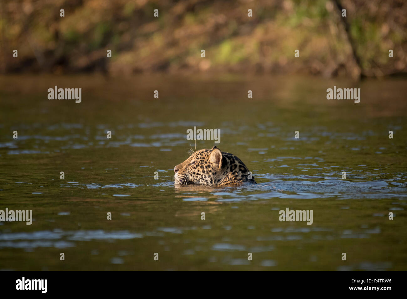 Jaguar (Panthera onca) swimming, crossing Rio Negro, Pantanal, Mato Grosso do Sul, Brazil Stock Photo