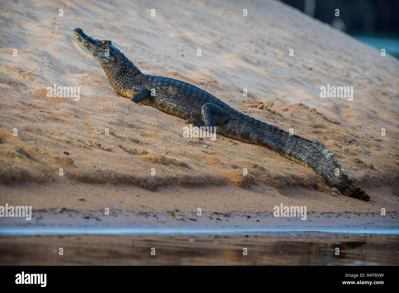 Yacare caiman (Caiman yacare), on the shore, Pantanal, Mato Grosso do Sul, Brazil Stock Photo
