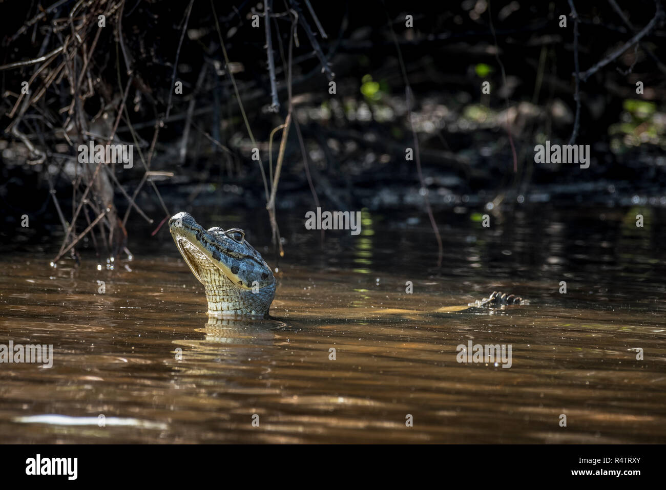 Yacare caiman (Caiman yacare), in water, Pantanal, Mato Grosso do Sul, Brazil Stock Photo