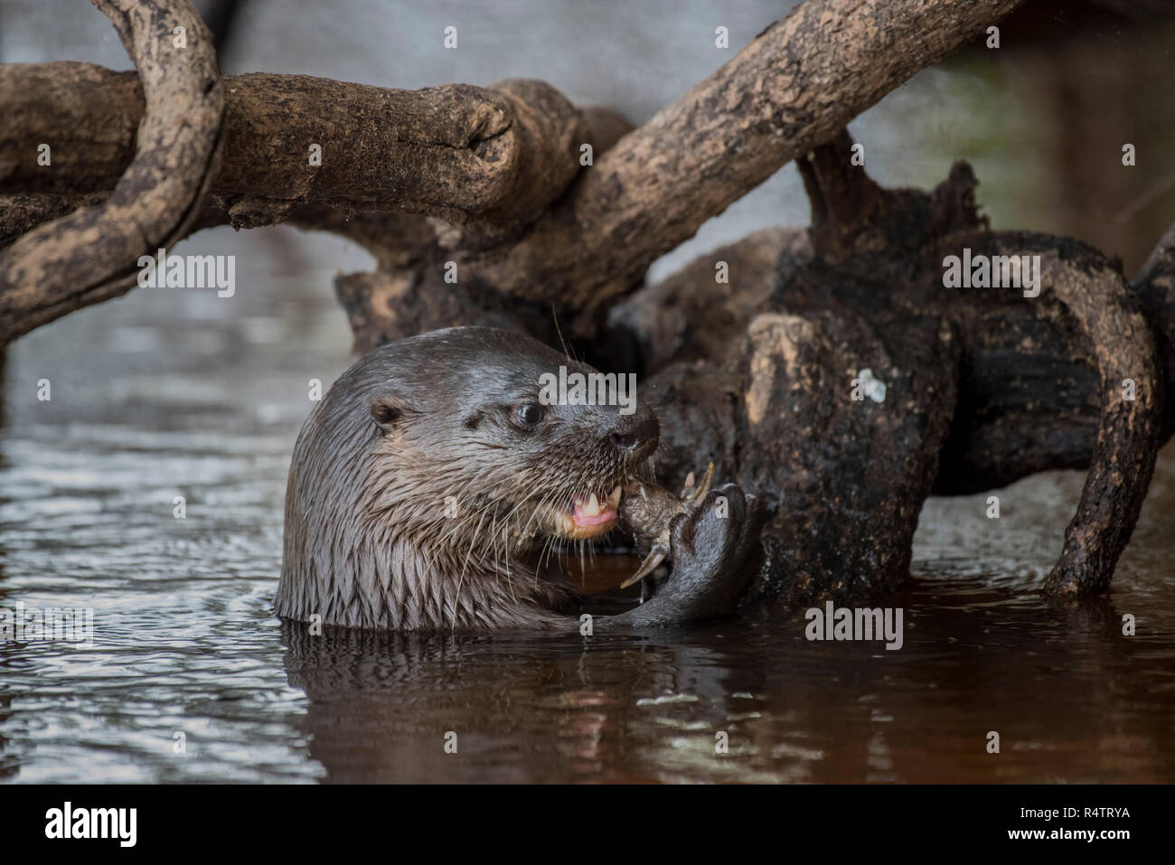 Neotropical otter (Lontra longicaudis) feeding on a tree root in water, Pantanal, Mato Grosso do Sul, Brazil Stock Photo