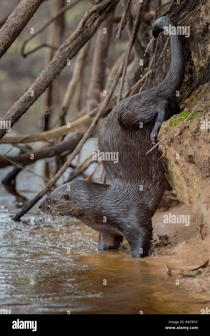 Neotropical otter (Lontra longicaudis) marking on embankment, Pantanal, Mato Grosso do Sul, Brazil Stock Photo