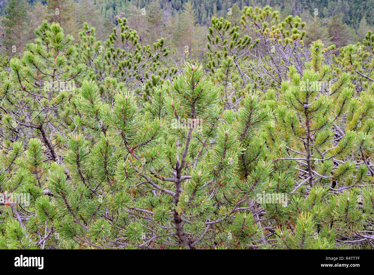 Mountain pines (Pinus mugo), Fischleintal, Sexten Dolomites, South Tyrol, Alto Adige, Italy Stock Photo