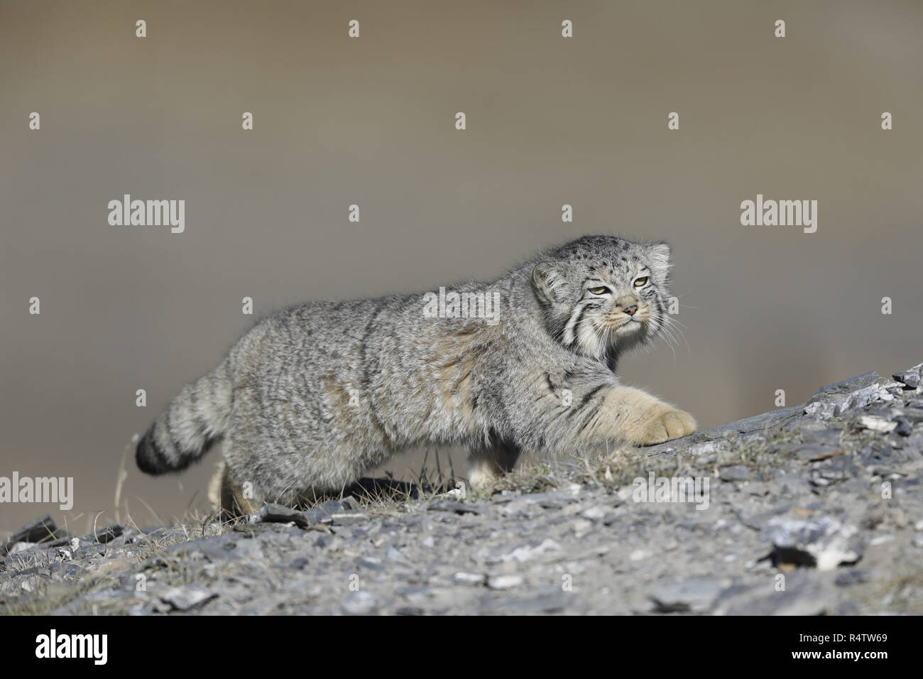 Cat stalking prey hi-res stock photography and images - Alamy