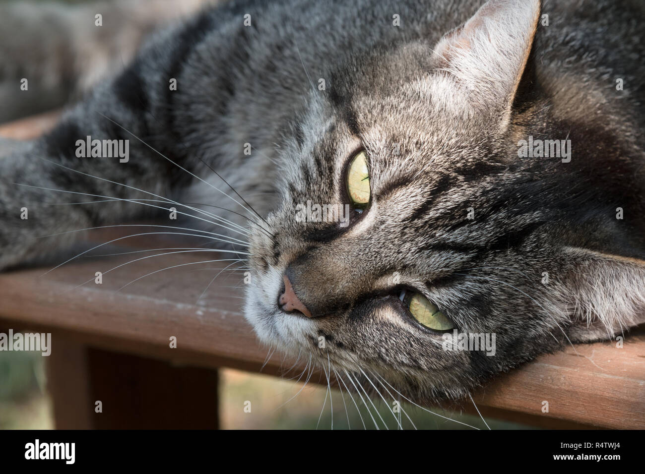 cute tabby cat lying on a wooden bench in the garden and looking into ...