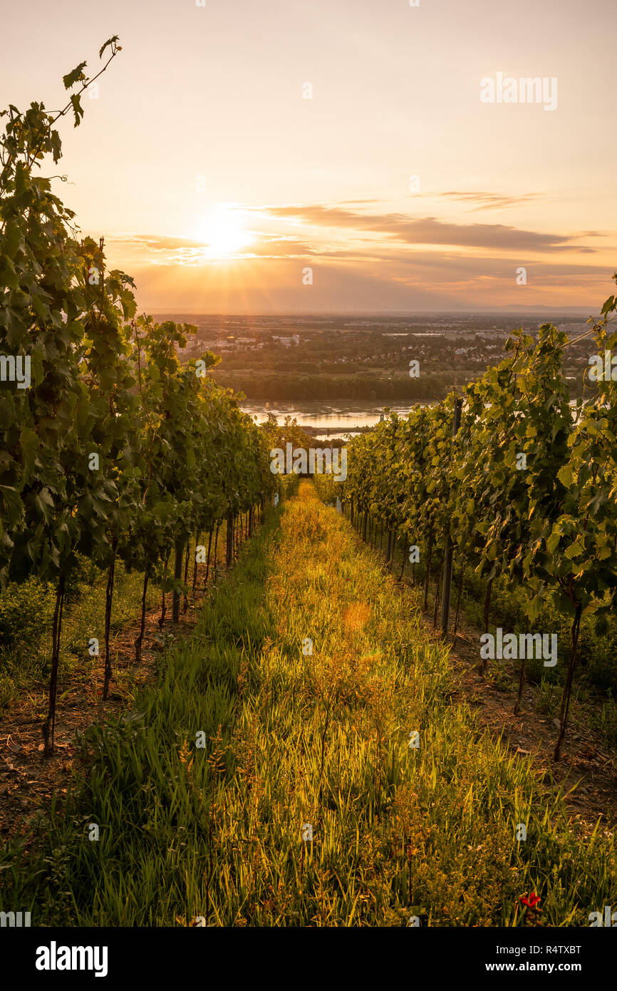 A vineyard near Vienna at sunrise Stock Photo Alamy