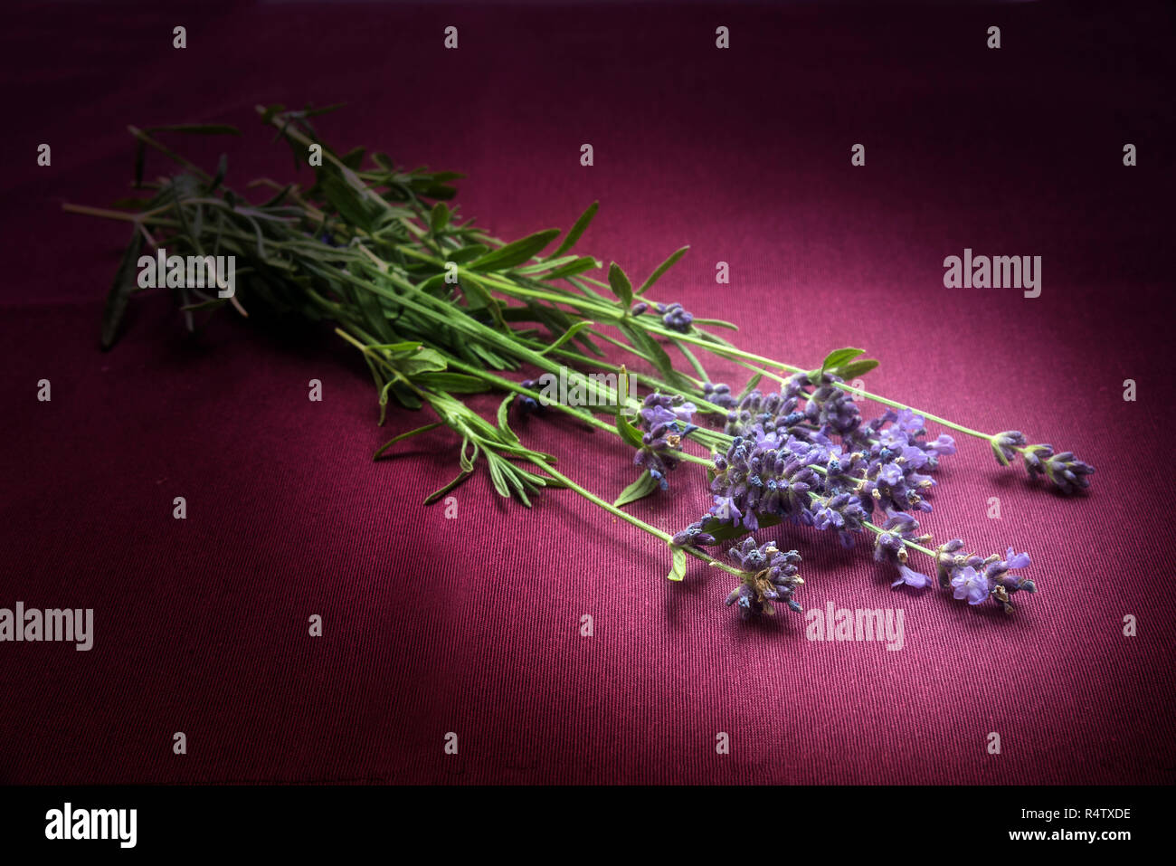 fresh lavender flowers illuminated with a spot on dark pink fabric, copy space, close up with selected soft focus, narrow depth of field Stock Photo