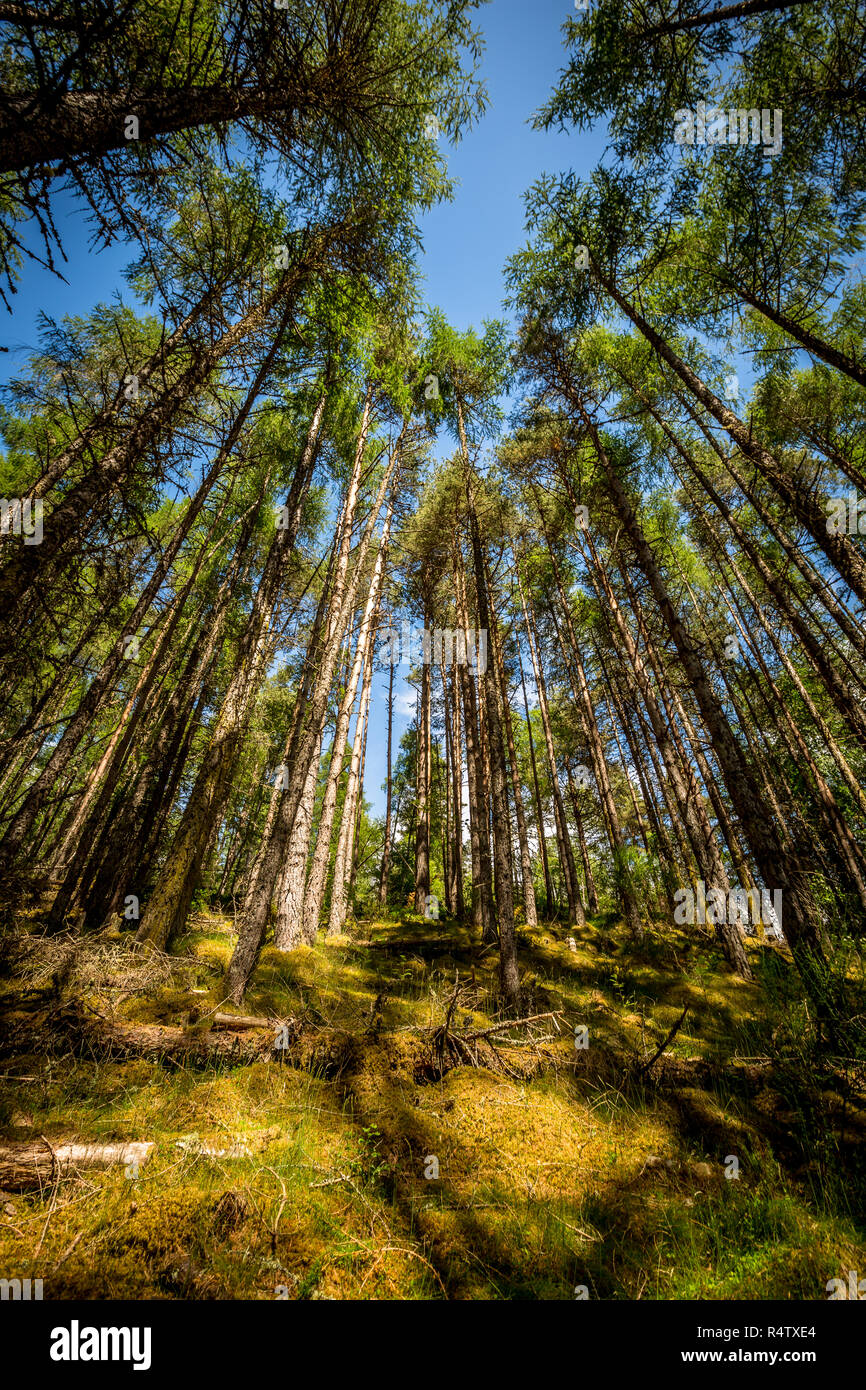 Tall Scots pine standing tall in against bright blue sky Stock Photo ...