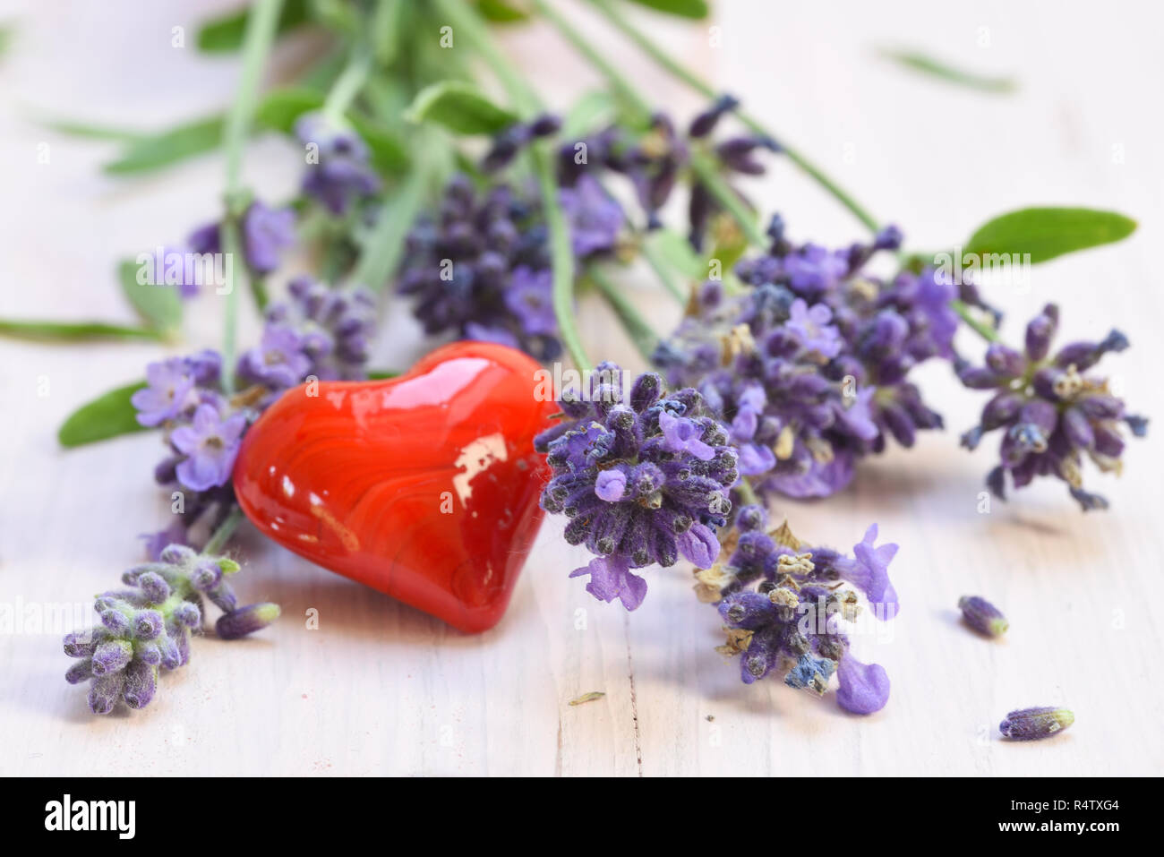 blooming lavender and a red heart from glass on a white painted wooden background Stock Photo
