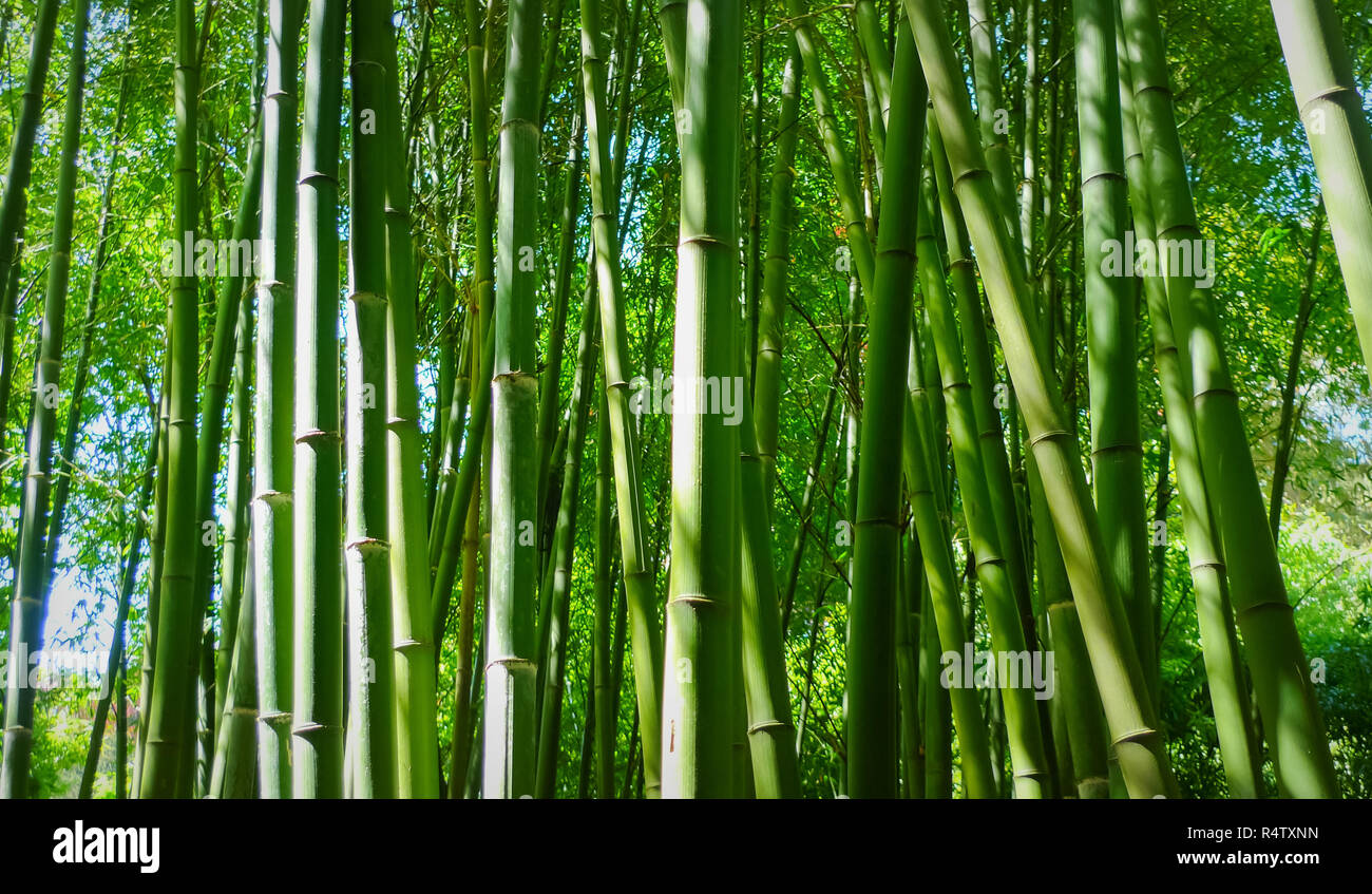 The bamboo forest Stock Photo Alamy
