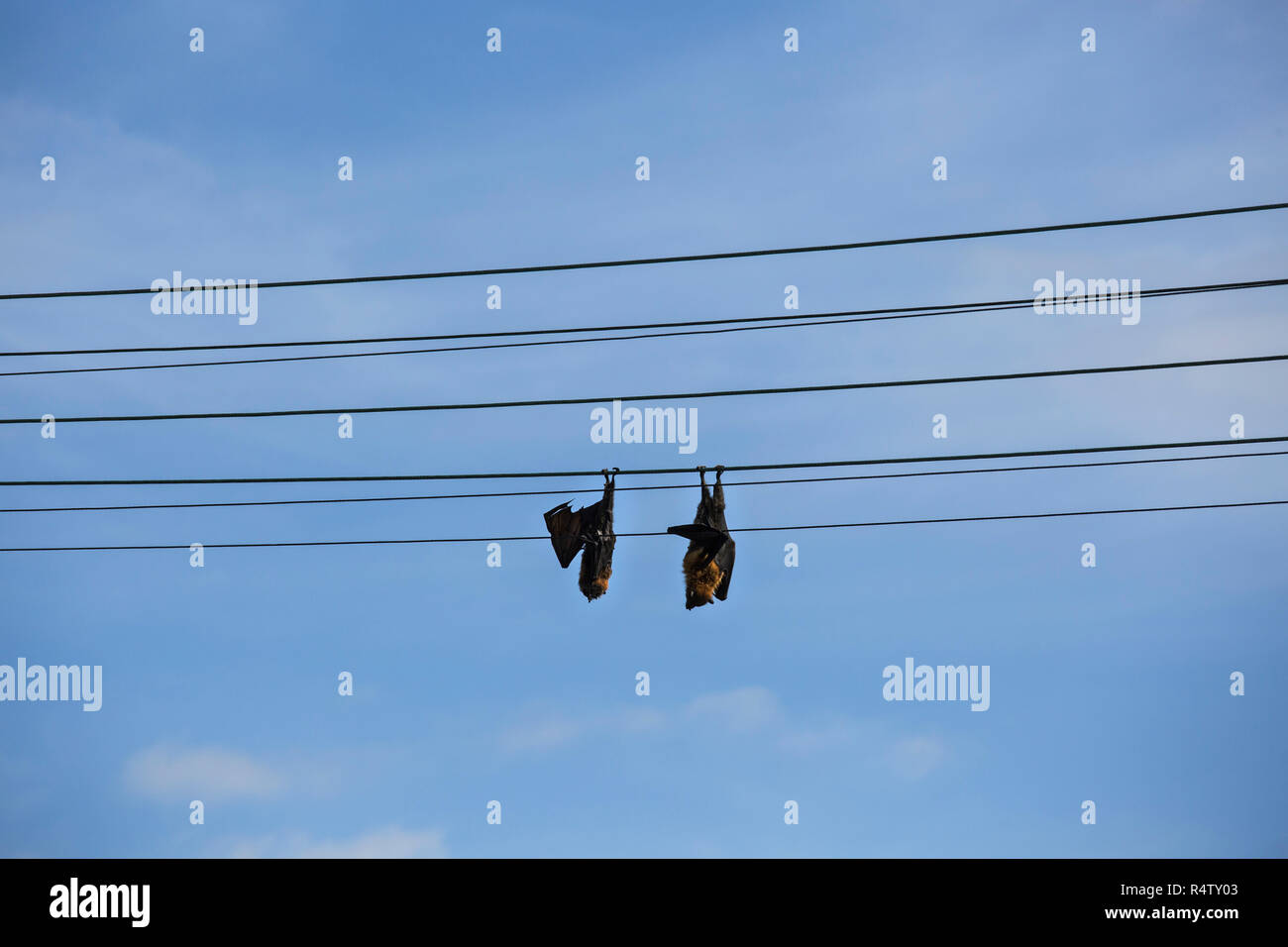 Bats sleeping, hanging upside down on telephone line against blue sky Stock Photo Alamy