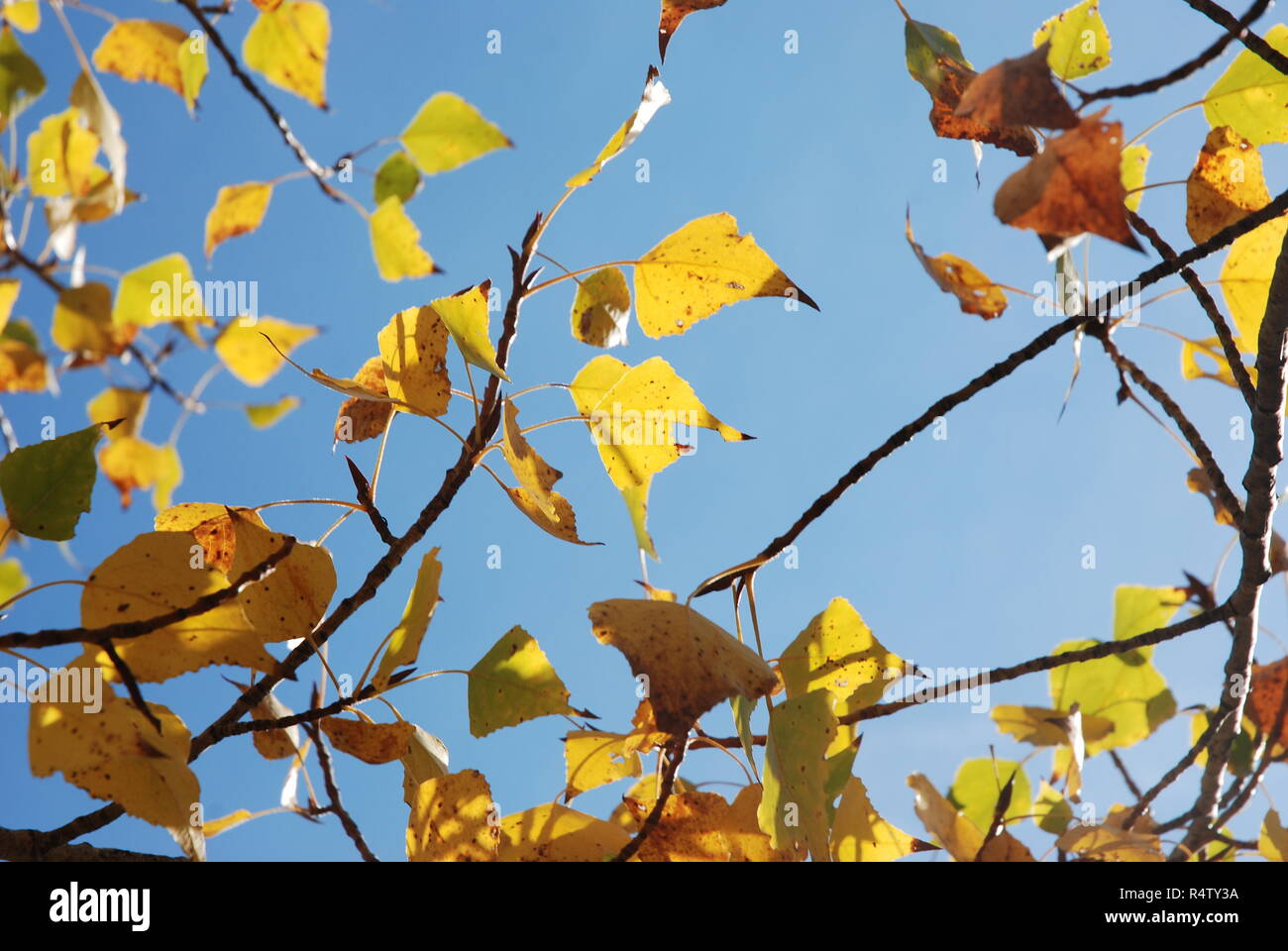Tree in autumn colours Stock Photo - Alamy