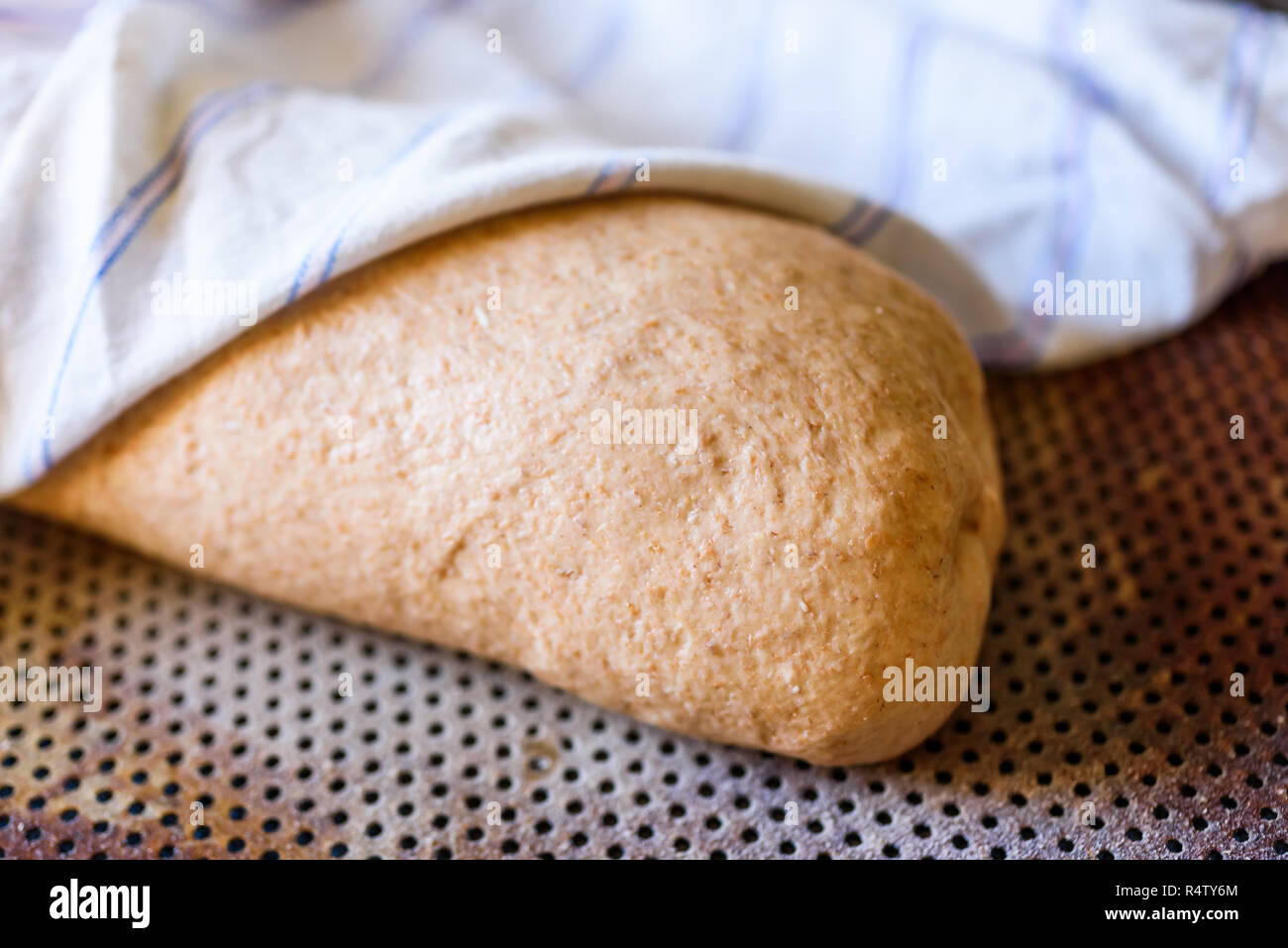 Wholemeal bread dough proofing under a kitchen towel. Stock Photo