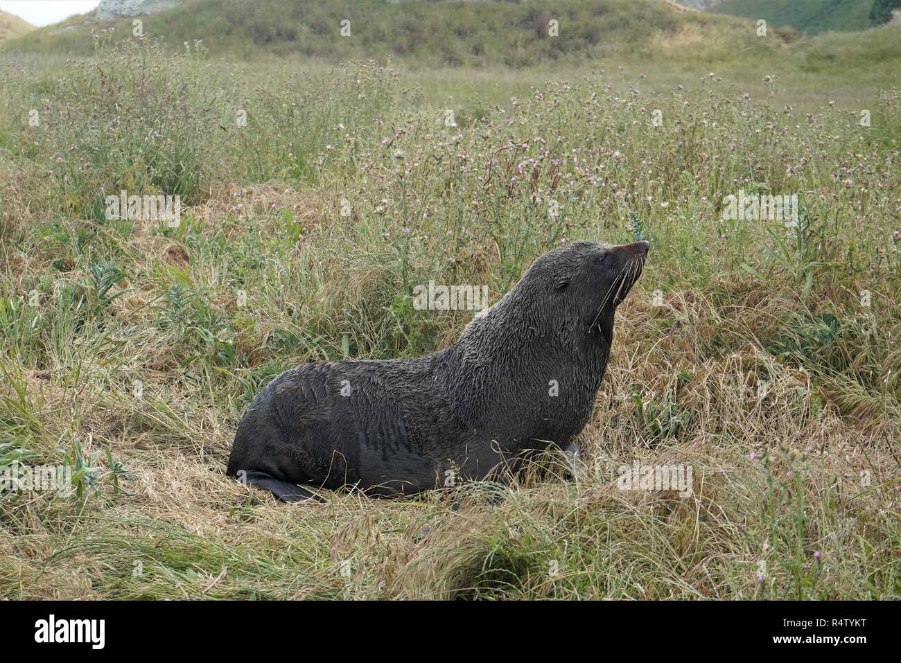 Seal in the field of green grass, Kaikoura New Zealand South Island Stock Photo