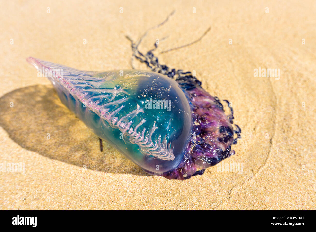 Dead Portuguese man o' war jellyfish (Physalia physalis) washed up lying on a sandy shore beach. Bluebottle on the sand in Playas del Este, Cuba Stock Photo
