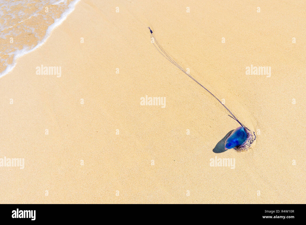 Dead Portuguese man o' war jellyfish (Physalia physalis) washed up lying on a sandy shore beach. Bluebottle on the sand in Playas del Este, Cuba Stock Photo