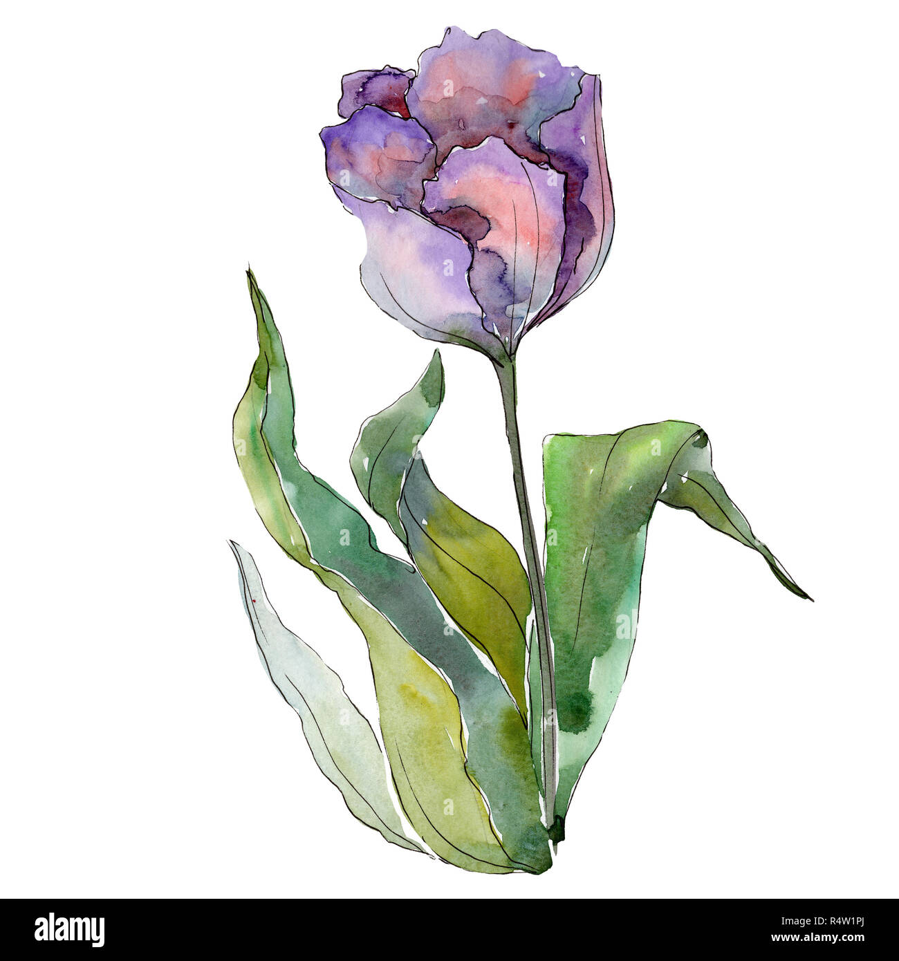 Purple tulip. Floral botanical flower. Isolated tulip illustration ...
