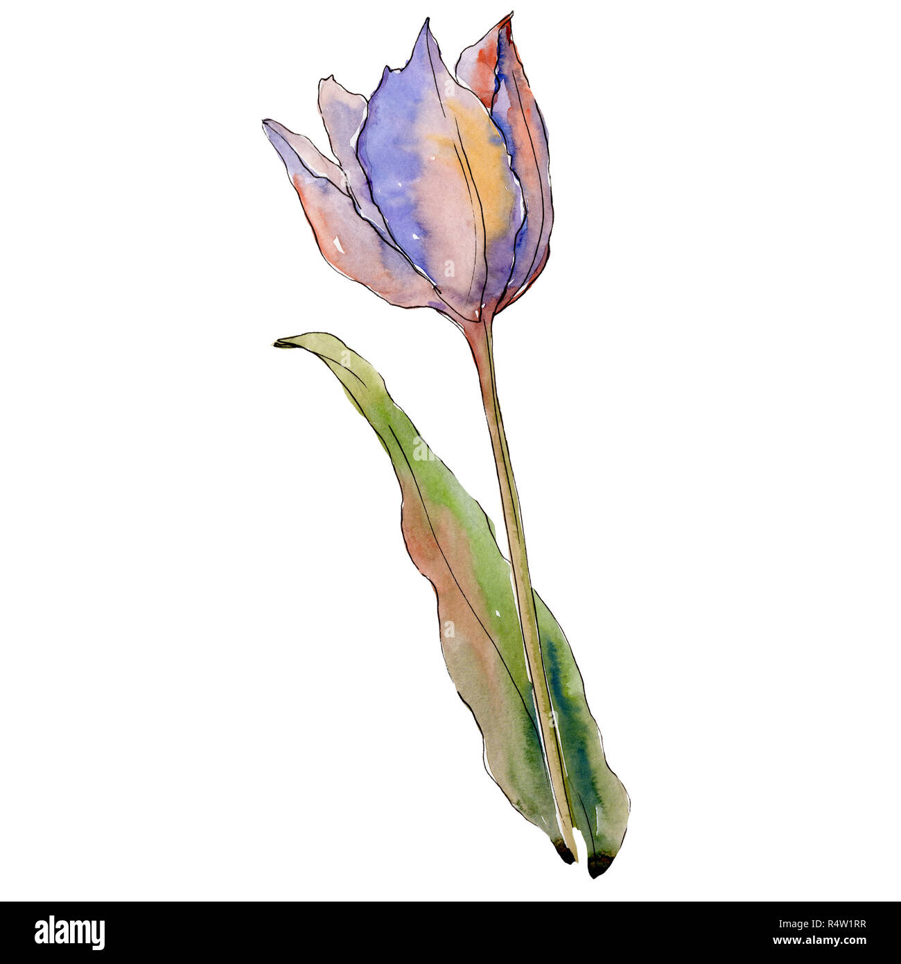 Purple tulip. Floral botanical flower. Isolated tulip illustration ...