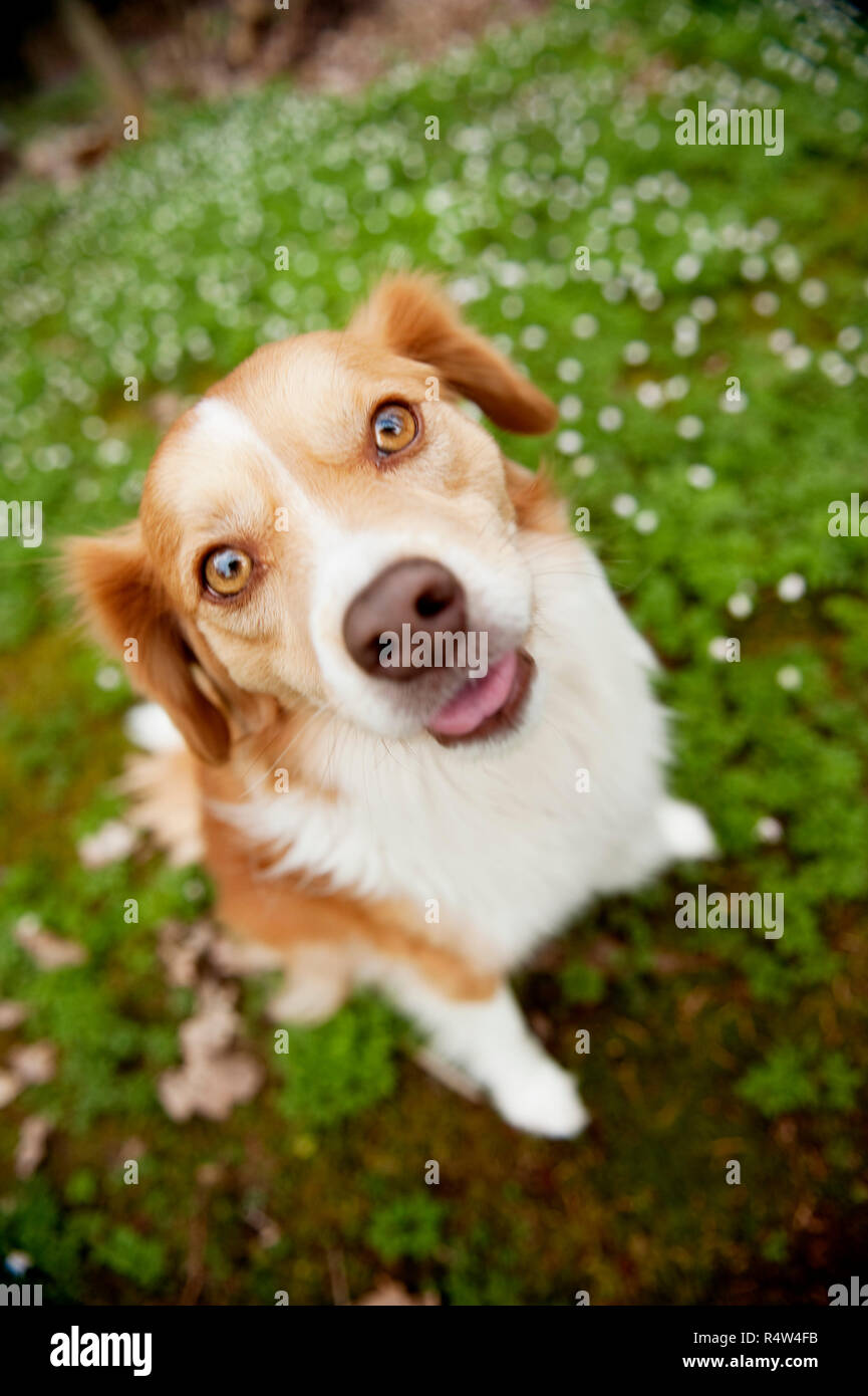 dog shows tongue Stock Photo