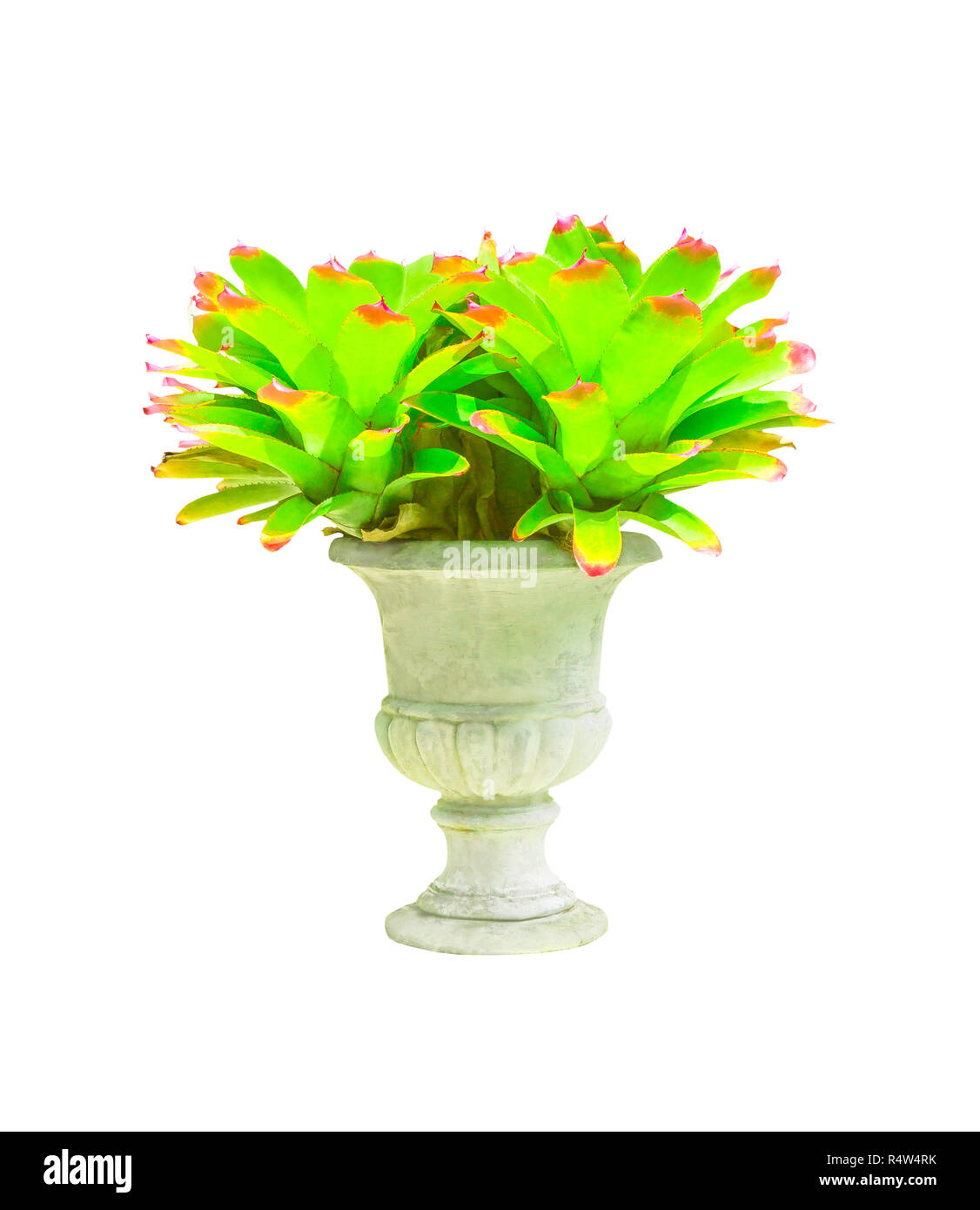 Bromeliad in concrete pot isolated Stock Photo
