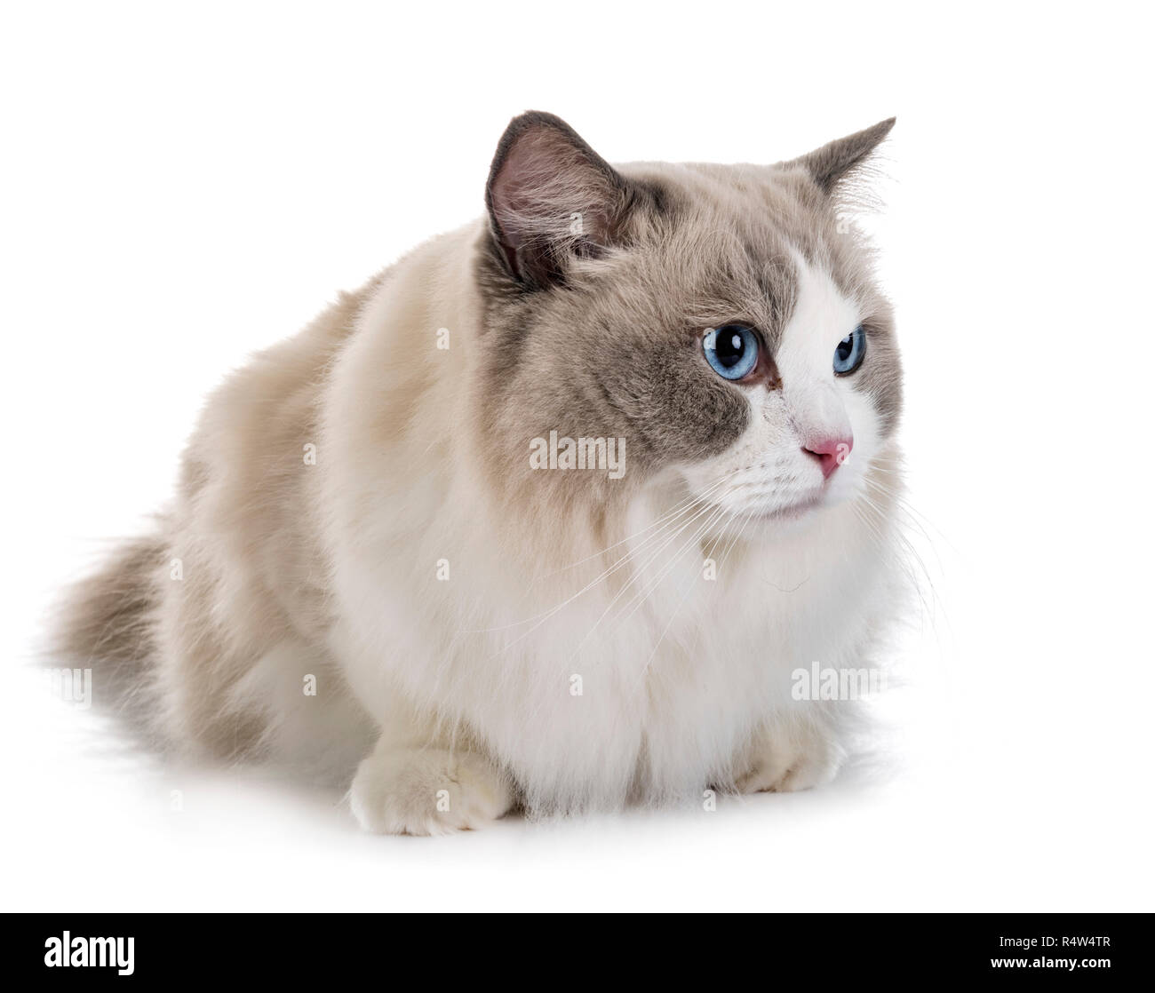 ragdoll cat in front of white background Stock Photo - Alamy