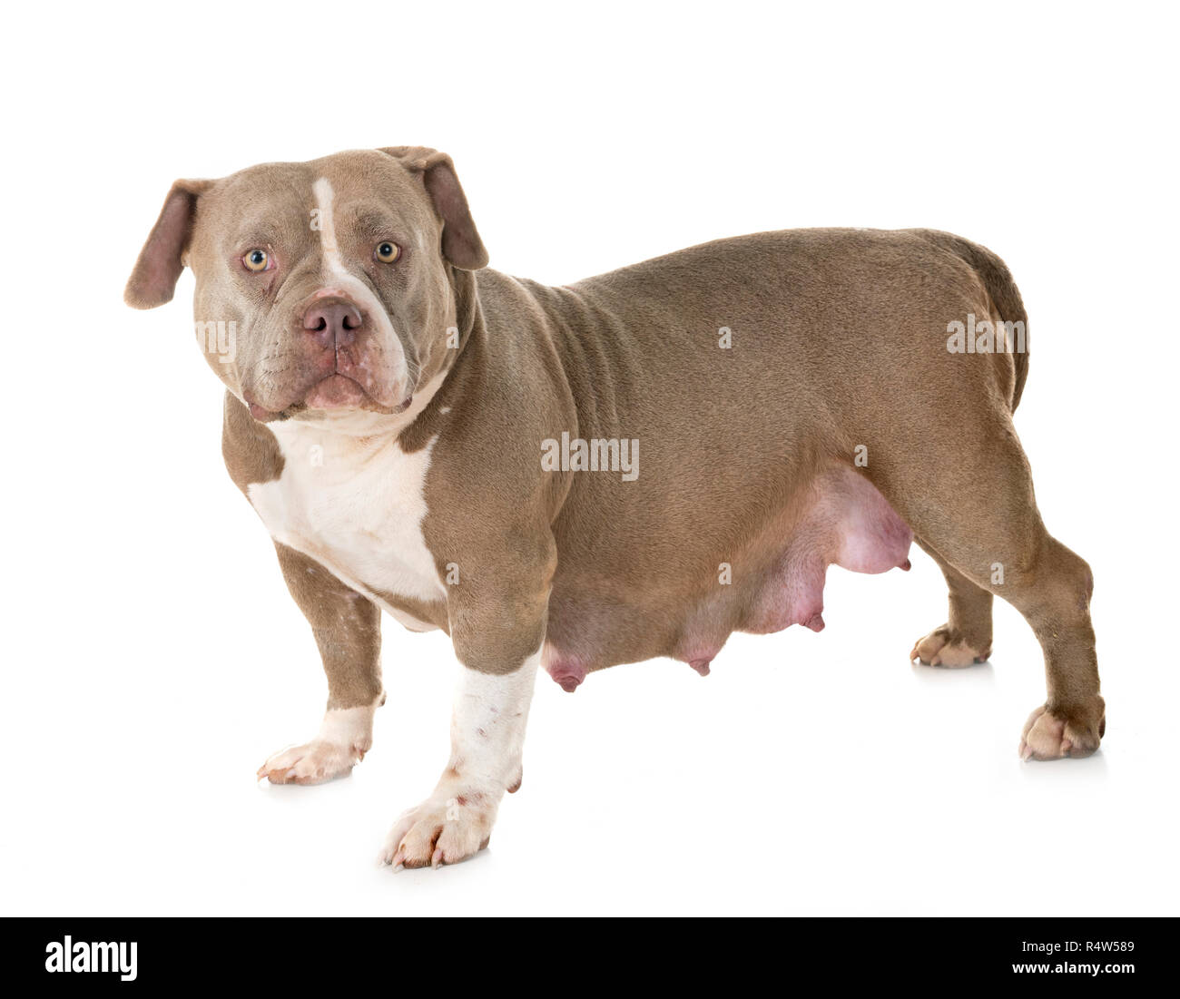 Pregnant American Bully In Front Of White Background Stock Photo