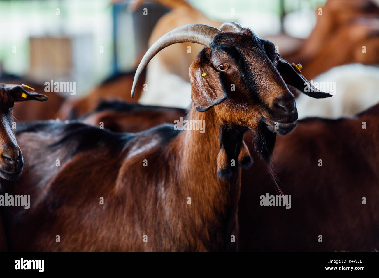 Goat is natural farm. Grows to give milk and cheese. Stock Photo