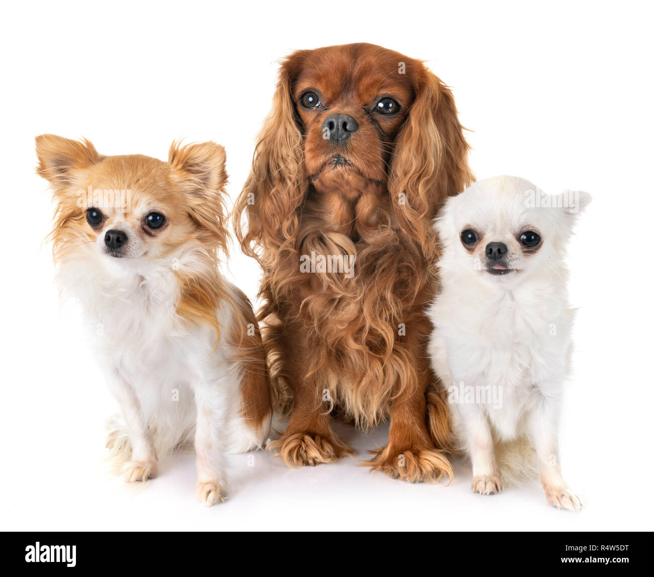 King charles best sale x chihuahua