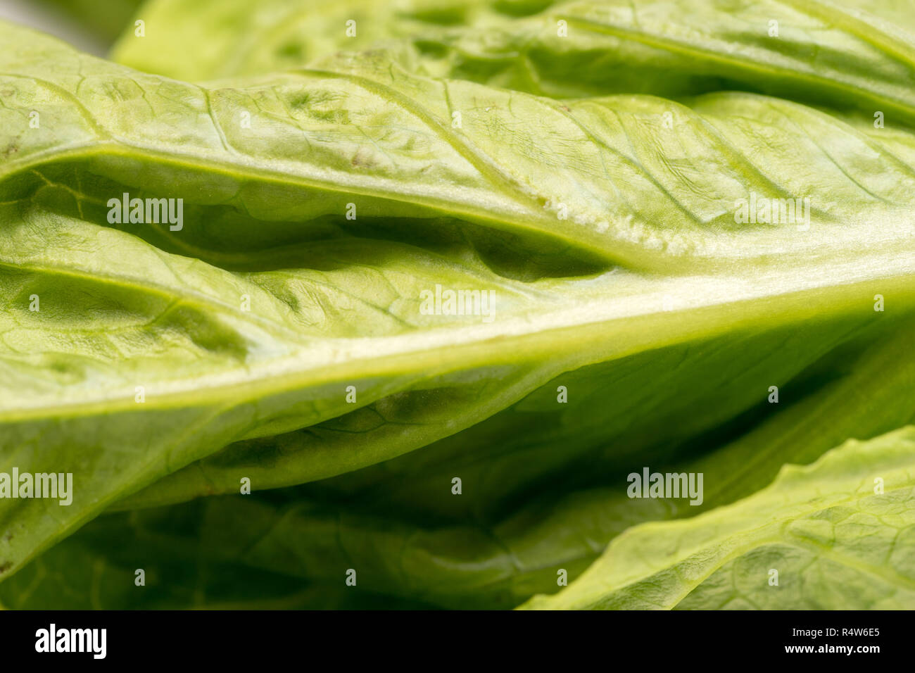 Close up of organic green leaf lettuce Stock Photo