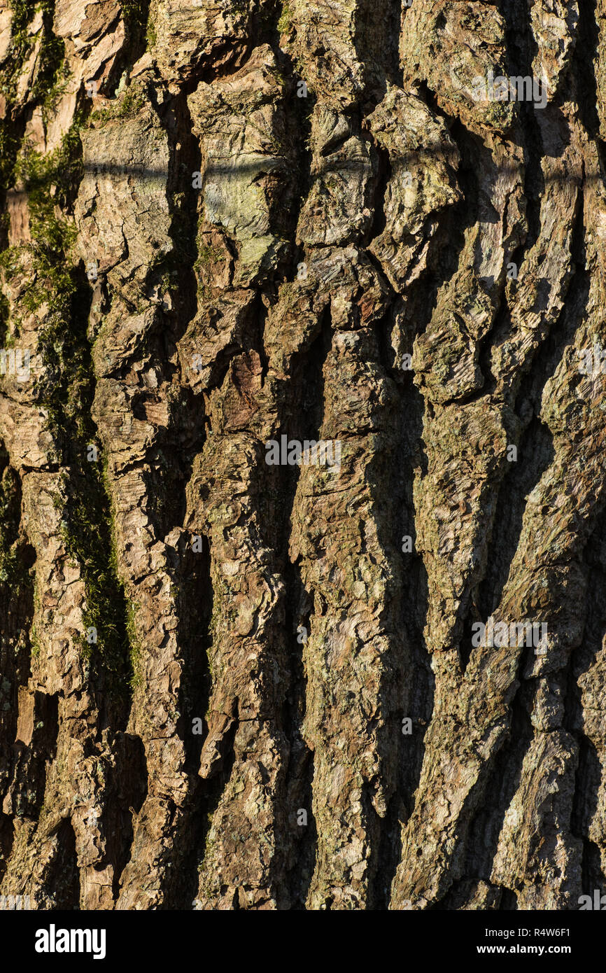 Close-up of old wood, texture of the wood bark and surface Stock Photo